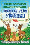 Küçük Ceylan Yavrusu