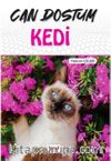 Can Dostum Kedi