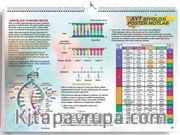 AYT Biyoloji Poster Notlar