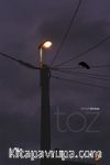 Toz