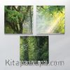 Full Frame Duvar Sanatları - CanvasWall Kare - Ağaçlar - Üçlü (FF-W158)