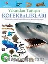 Köpekbalıkları - Yakından Tanıyın