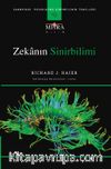 Zekanın Sinirbilimi