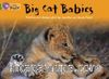Big Cat Babies (Big Cat 5 Green)