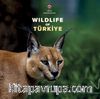 Wildlife Of Türkiye
