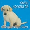 Yavru Hayvanlar