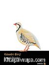 Kewen Birçi