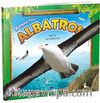 Muhteşem Planör Albatros / Hayvanların Gizemli Dünyası -7
