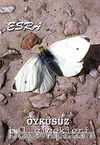 Öyküsüz Bal Çiçekleri