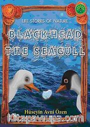 Black Head the Seagull