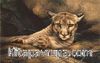 Lioness Resting 1000 Parça Puzzle (Kod: 40937)