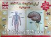 Eğitim Destekçisi Puzzle - İlköğretim 7. Sınıf Eğitim Serisi 2 (A) / Konu: Beyin ve Sinir Sistemi