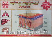 Eğitim Destekçisi Puzzle - İlköğretim 7. Sınıf Eğitim Serisi 2 (D) / Konu: Deri, Akciğer, Karaciğer, Beyin