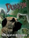 Duman