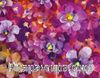 Mor Menekşeler (Sürpriz Parçalı) Ahşap Puzzle 3000 Parça (BC75-MMM)