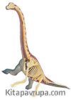 Brachiosaurus Anatomisi Maketi