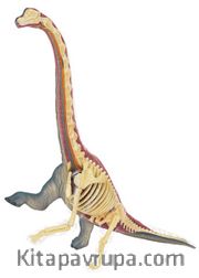 Brachiosaurus Anatomisi Maketi
