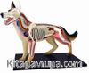 Köpek Anatomisi Maketi