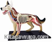 Köpek Anatomisi Maketi