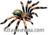 Tarantula Anatomisi Maketi