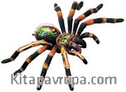 Tarantula Anatomisi Maketi