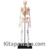 İskelet Maketi (19 cm)