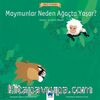 Maymunlar Neden Ağaçta Yaşar?