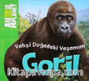 Animal Planet Doğadaki Vahşi Yaşamım Goril