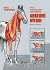 Evcil Hayvanların Topografik Anatomi Atlası Popesko